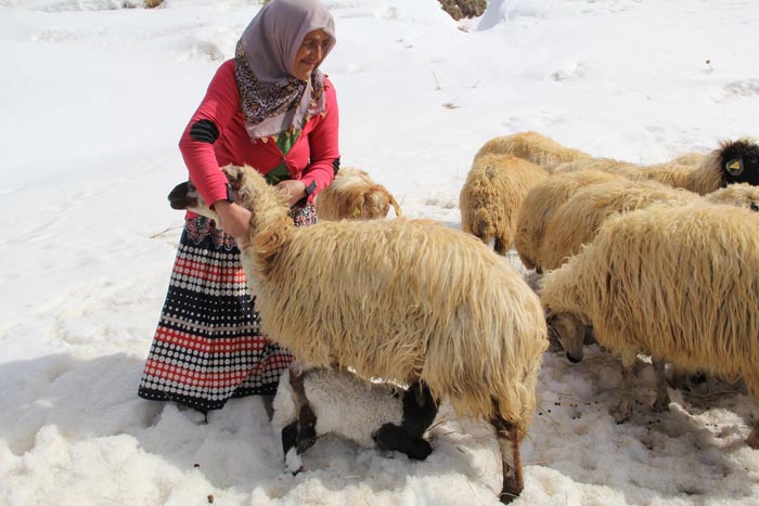 Eşi kurt saldırında öldü, 4 kızına hem analık hem babalık yapıyor