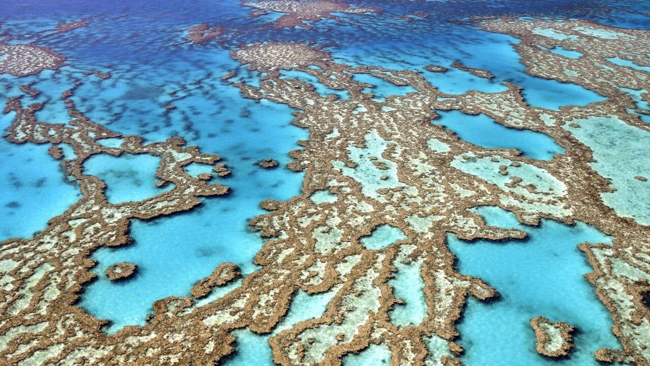  -Dünyanın en büyük mercan resifi için tehlike çanları çalıyor