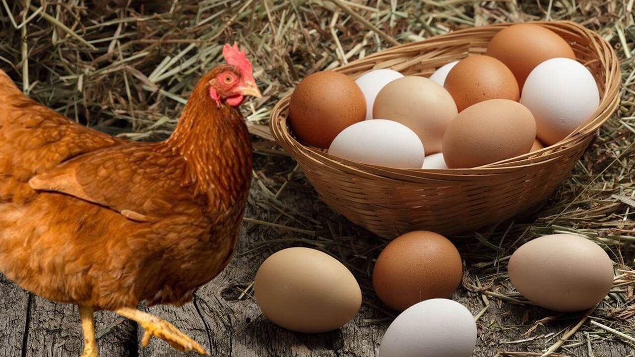  -Yumurta bollaştı, tavuk fiyatı ikiye katlandı!