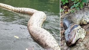 Dünyanın en büyük yılanı vurularak öldürüldü - YAŞAM