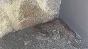 Isırığı bir insanı öldürmeye yetiyor: 2 metrelik engerek yılanı görüntülendi - GÜNDEM