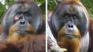 Doktor orangutan! Şifalı bitkilerle kendi yarasını tedavi etti - DÜNYA