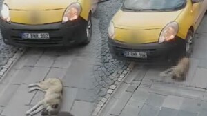 Mardin'de vahşet kameralarda! Kaldırımda yatan köpeği ezdi - GÜNDEM