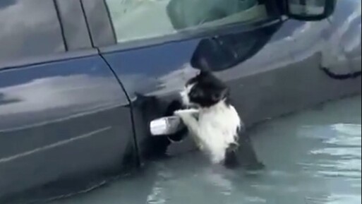 Dubai'de selde mahsur kalan kedi, aracın kapısına tutunarak yardım bekledi - Dünya