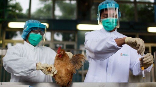 Bilim insanları uyarıyor: "Bundan sonraki pandemi kuş gribinden olacak" - Dünya