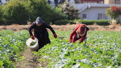 Hatay'da salatalık hasadı başladı! Tarlada kilosu 30 TL - Ekonomi