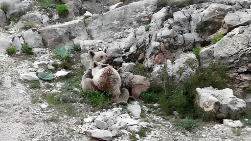 Şefkat anları! Tunceli'de anne ayı yavrularını emzirirken görüntülendi! - Yaşam