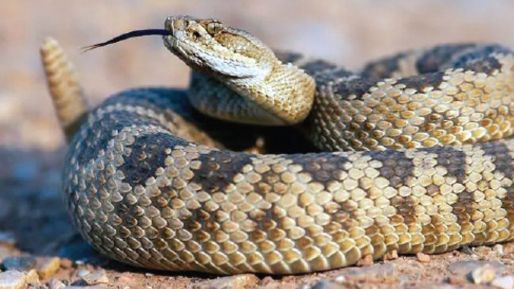 Tabiat bozuldu yılanlar çoğaldı! Küresel ısınmayla sayıları hızla artıyor  - Gündem