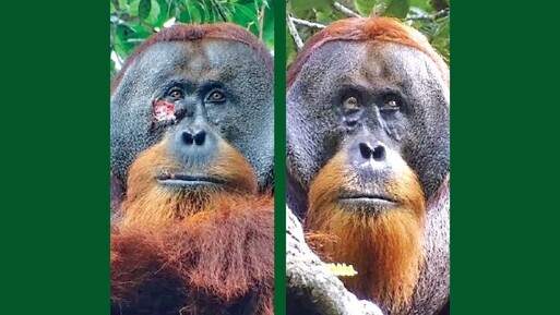 Doktor orangutan! Şifalı bitkilerle kendi yarasını tedavi etti - Dünya