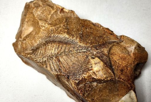 Adıyaman’da 15 milyon yıllık balık fosili bulundu - Kültür - Sanat