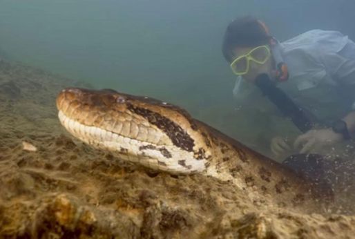 Boyu 7,5 metre, ağırlığı 500 kg! Bilim insanları dünyanın en büyük yılan türünü keşfetti - Yaşam