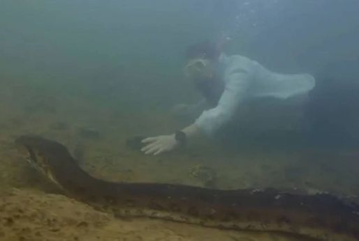 Dünyanın en büyük yılanı bulundu! Tam 500 kilo ağırlığında… Balta girilmemiş ormanda keşfedildi - Güncel