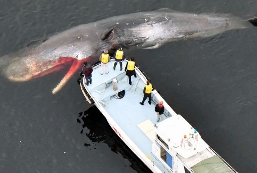 Japonya'de balina ölüsü iskeleti için gömülecek - Dünya