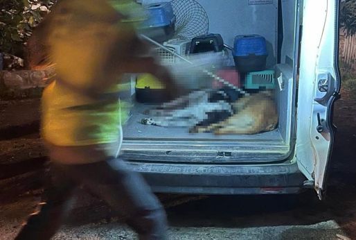 Bodrum'da hayvan katliamı: Kedi ve köpekleri zehirlediler - Gündem