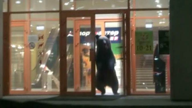 Rusya&#039;da alışveriş merkezine giren ayı öldürüldü

