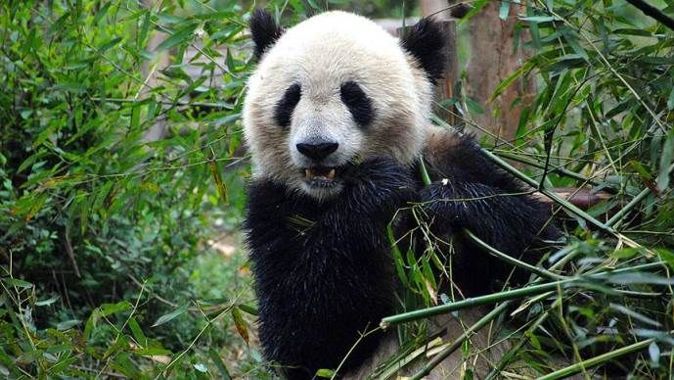 Çin&#039;de pandaların yaşam alanları risk altında
