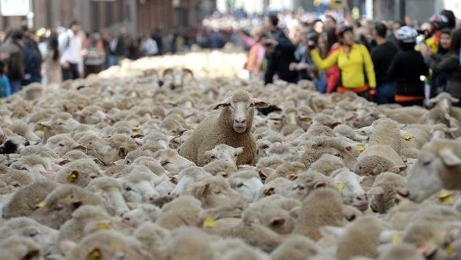 Madrid&#039;de koyunlar şehre indi
