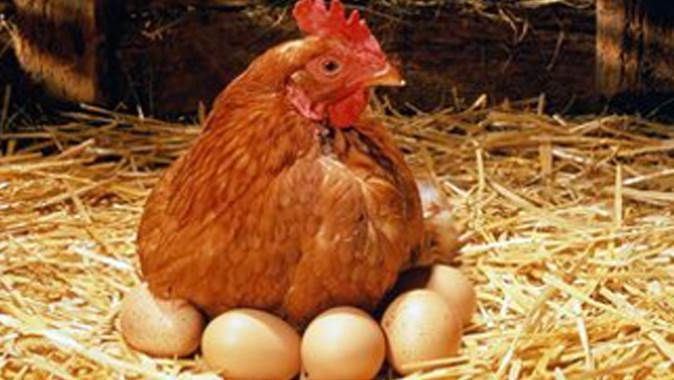 Tavuk ve yumurta ihracatında birinciyiz