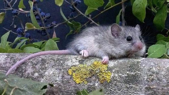 Nesli tükenen fare türü için seferberlik