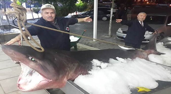Marmara Denizi&#039;nde köpek balığı yakalandı