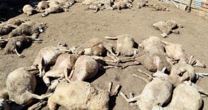 Kurtlar saldırdı, 20 koyun telef oldu