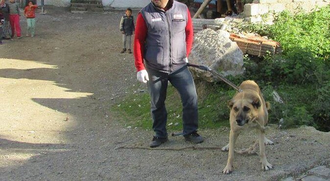 Samsun&#039;da kuduz karantinası! 15 köpek itlaf edildi