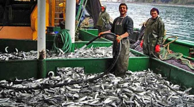 Marmara ve Karadeniz&#039;de balık bolluğu