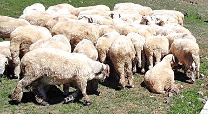 Çobanları soyarak hayvanları çalıyorlar 