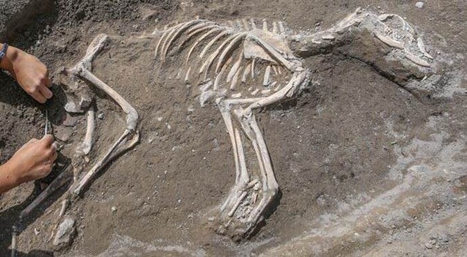 Van&#039;da 3 bin yıllık köpek iskeleti bulundu