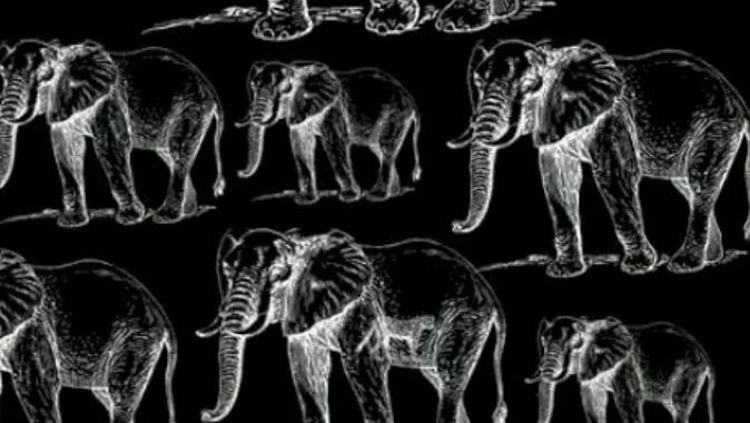 IQ seviyesini ölçen optik illüzyon testi: Fillerin arasında gizli bir kaplan var… Görenlerin zekası normalin çok üstünde