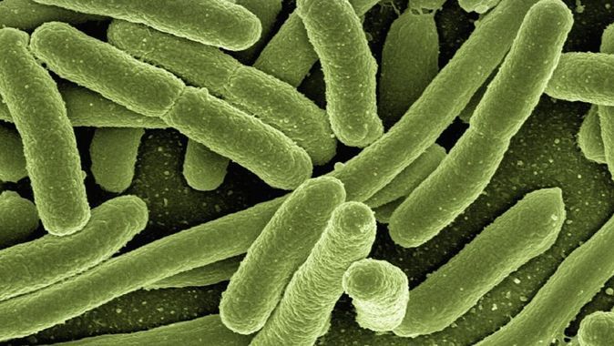 İngiltere’de ‘Strep A’ kabusu büyüyor… Bakteri nedeniyle ölenlerin sayısı 94’e çıktı