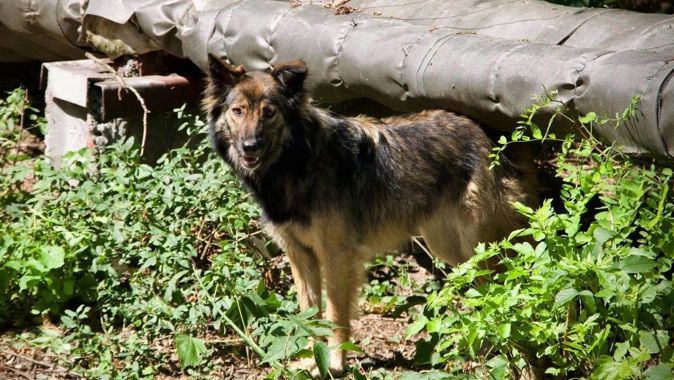 Çernobil&#039;deki köpeklerin genetik açıdan farklılaştığı ortaya çıktı