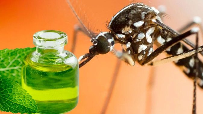 Asya Kaplan sivrisineği tehlikesi: Korunmak için doğal yöntemler var