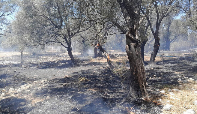 Kaş&#039;ta zeytinlik alanda yangın: Müdahale devam ediyor