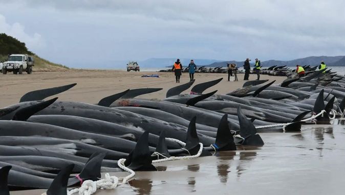 Avustralya&#039;da korkutan görüntü! 51 balina kıyıya vurdu