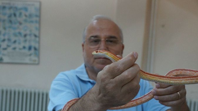 Pandemi yüzünden yılanlar arttı: Yuvasından çıkarmanın tüyosu ıslak havluda