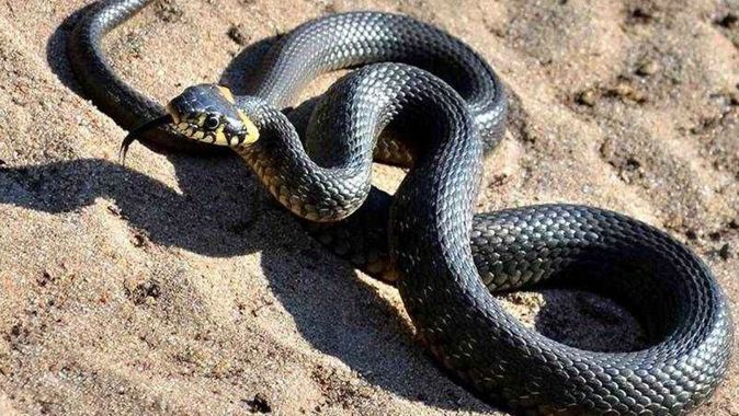 Talihsizliğin bu kadarı: Önce üzerine yılan düştü sonra şahin saldırdı