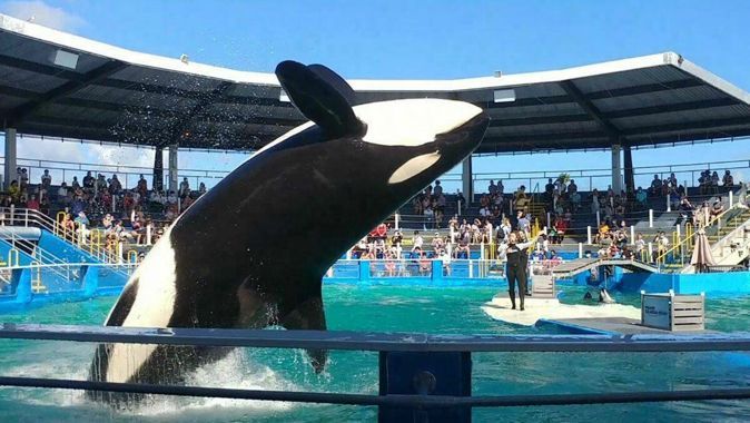 Özgürlüğe sayılı günler kalmıştı! Katil balina Lolita esaret altında öldü