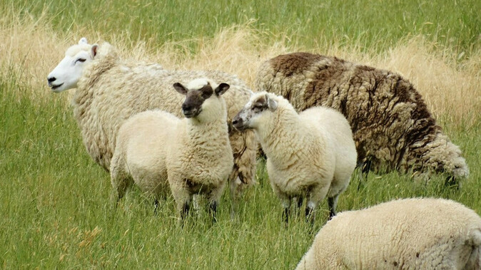 Koyunlar seraya girdi kilolarca kenevir yedi! Görenler şaşırdı, keçilerden de yükseğe zıpladılar