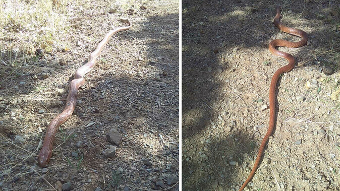 Elazığ&#039;da 2 buçuk metrelik yılan paniği: Çevredekilere korku saçtı