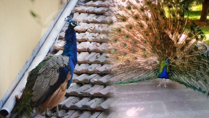Pes dedirten olay! Bahçesinde beslediği tavus kuşu CİMER’e şikayet edildi 