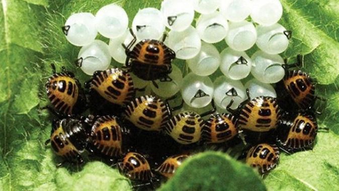 Karadeniz’i işgal eden kahverengi kokarcanın çözümü bulundu: &#039;Samuray arısı&#039; doğaya salınmalı
