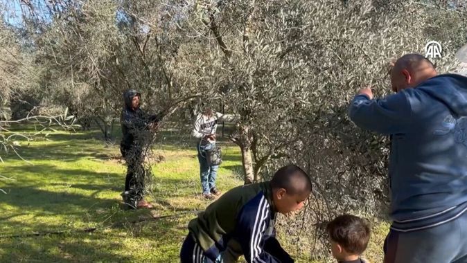 İnsani arada zeytin hasadı! Gazzeliler Filistin marşı söyleyerek çalışıyorlar