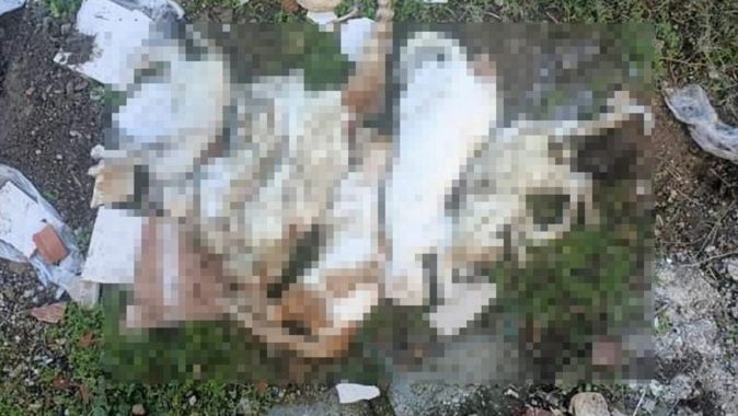 Muğla&#039;da korkunç olay! Çöpte kedi ölüleri bulundu