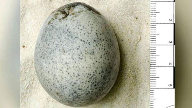1700 yıllık yumurta mikro taramaya alındı! Çıkan sonuç hayret verici