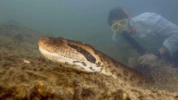 Boyu 7,5 metre, ağırlığı 500 kg! Bilim insanları dünyanın en büyük yılan türünü keşfetti