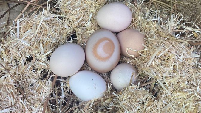 Adıyaman&#039;da &#039;sürpriz&#039; yumurta! Daha önce böylesini görmediniz... Bakan hayrete düşüyor