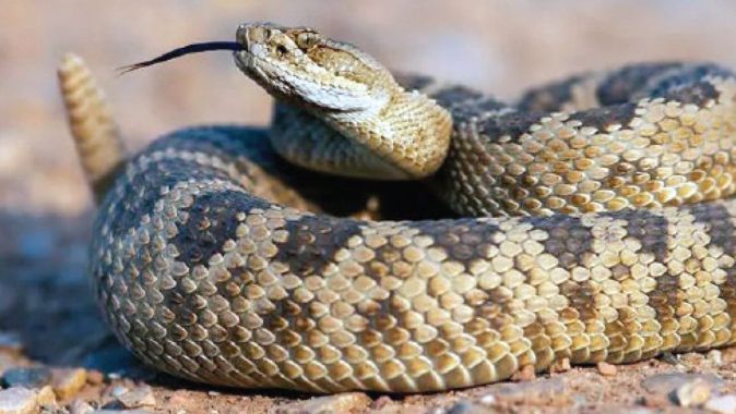 Tabiat bozuldu yılanlar çoğaldı! Küresel ısınmayla sayıları hızla artıyor 