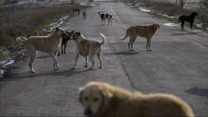 Kocaeli Valiliği&#039;nden belediyelere sokak hayvanları talimatı: Köpek popülasyonunun azaltılması...