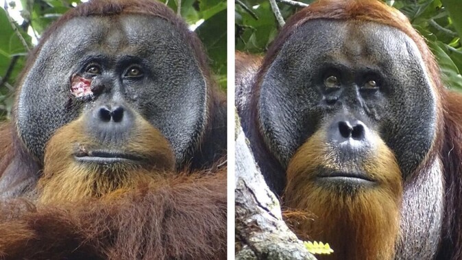 Doktor orangutan! Şifalı bitkilerle kendi yarasını tedavi etti